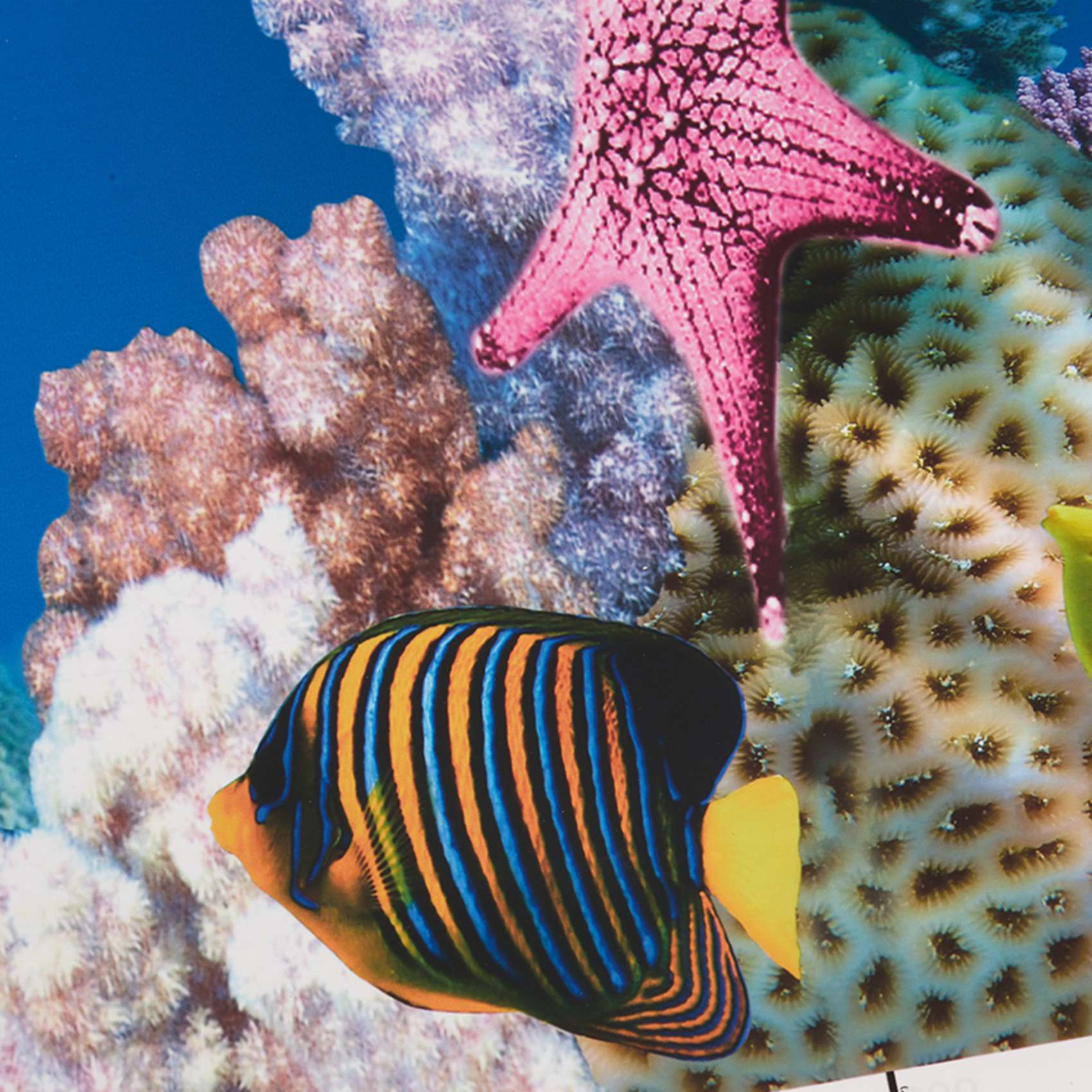 Aquarium Fish Wallpaper - ورق خلفية للأحواض المائية ABWR -
