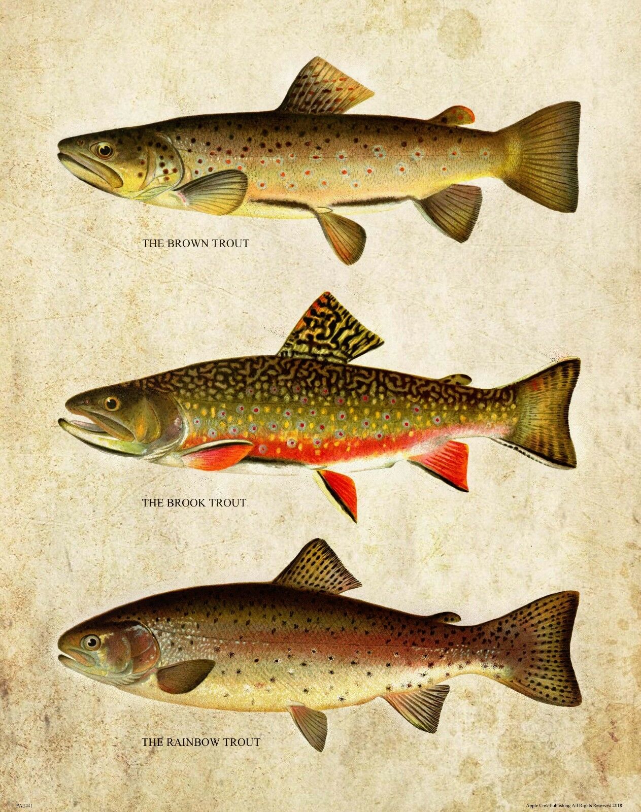 Aquarium Fish Poster - خمر سمك السلمون المرقط يطير الصيد