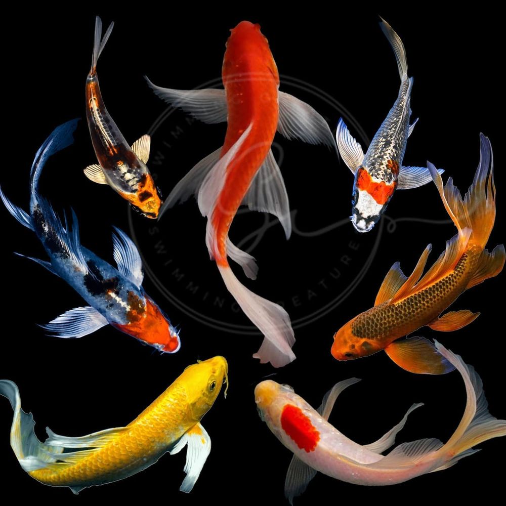 Aquarium Fish Live - أسماك الكوي الحية بألوان متنوعة للبرك