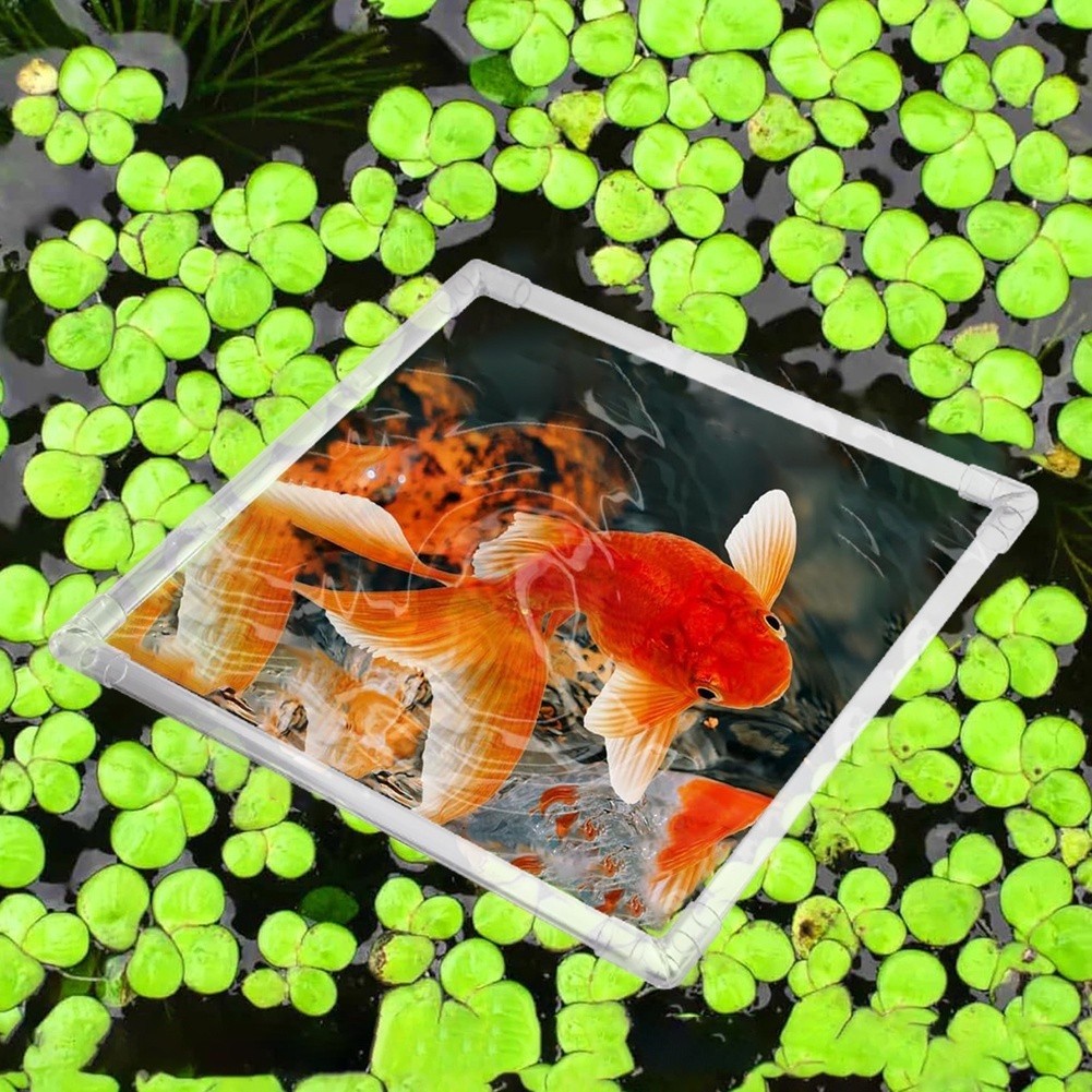 حوض نباتات عائمة للأحواض المائ - مراجعة Aquarium Fish Zone وسعره