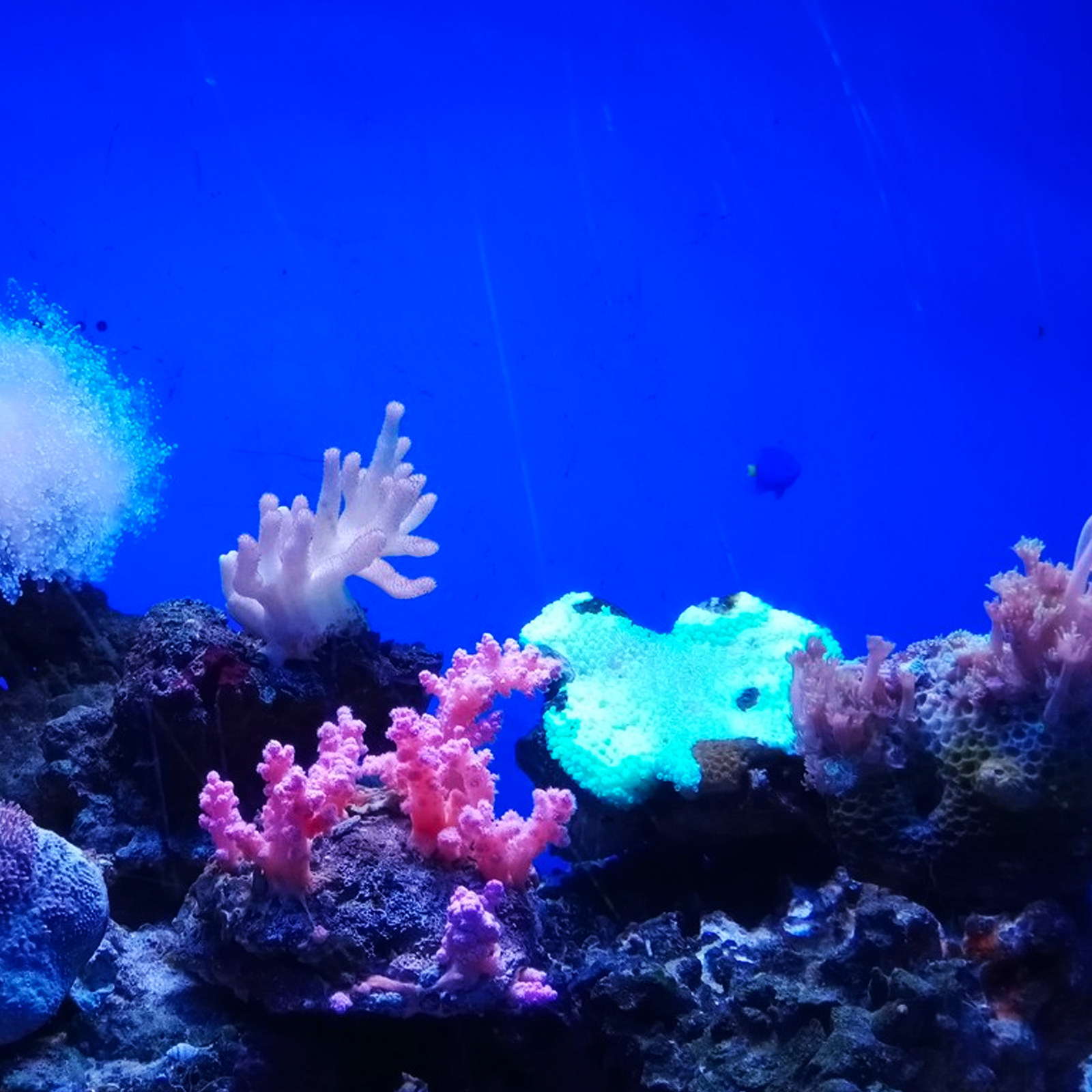 ورق خلفية لحوض السمك من مادة P - مراجعة Aquarium Fish Wallpaper وسعره