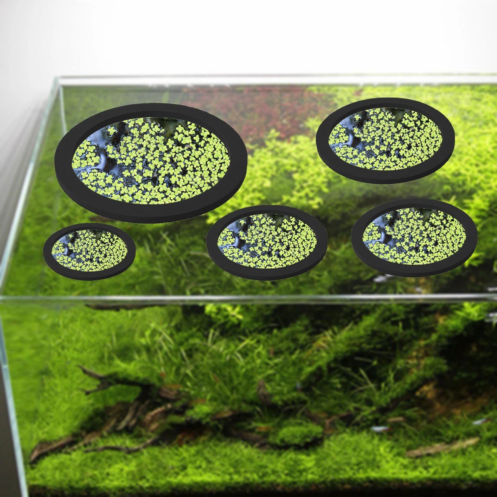 5 قطعة إيفا الأسماك تغذية حلقة - مراجعة Aquarium Fish Bowl وسعره