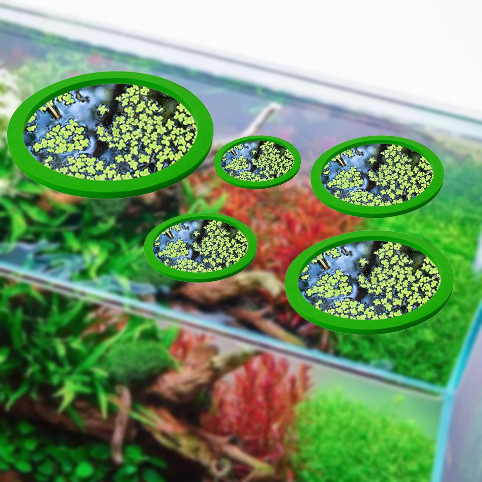 5 قطعة إيفا الأسماك تغذية حلقة - مراجعة Aquarium Fish Bowl وسعره