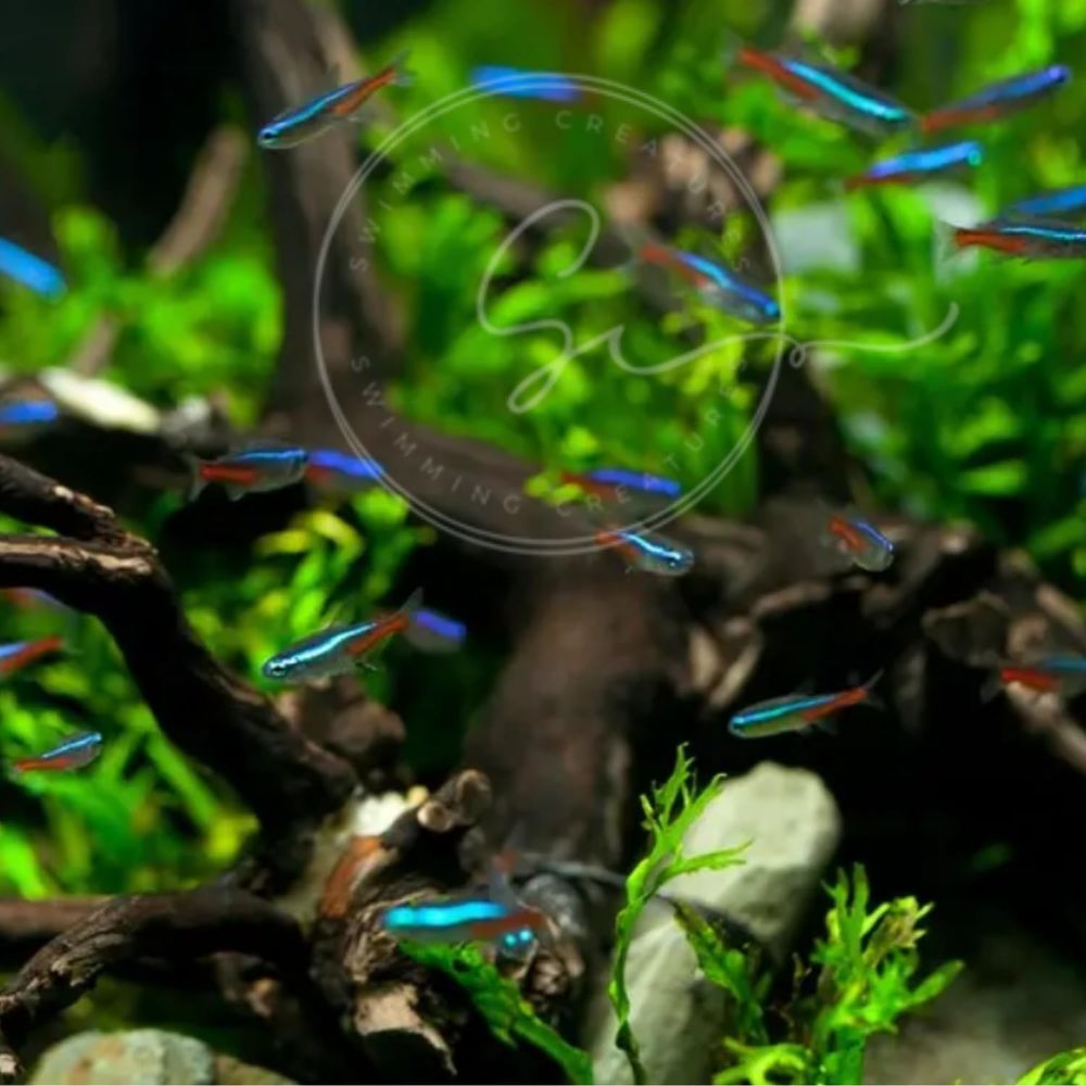 سمك تيترا نيون للمياه العذبة ( - مراجعة Tetra Fish In Aquarium وسعره