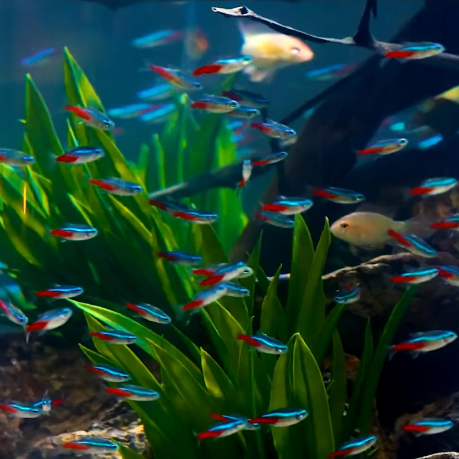 سمكة نيون تيترا باراشيرودون إن - مراجعة Tetra Fish In Aquarium وسعره