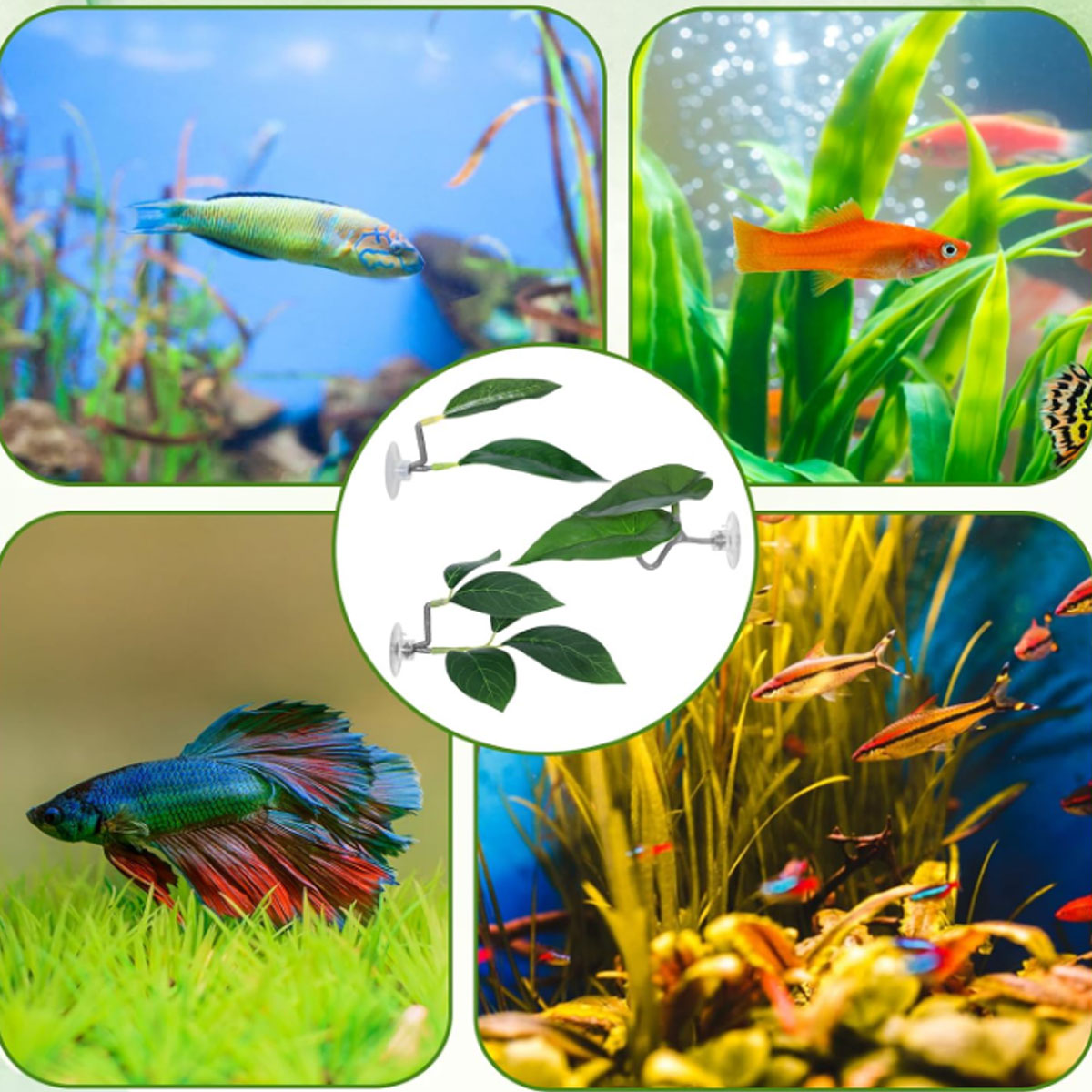 1 قطعة أرجوحة سمك البيتا، ديكو - مراجعة Aquarium Fish Only وسعره