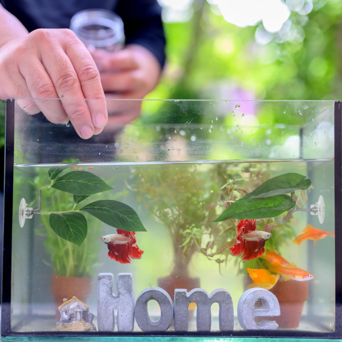 1 قطعة أرجوحة سمك البيتا، ديكو - مراجعة Aquarium Fish Only وسعره